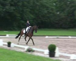 dressage horse Do it my way (Oldenburg, 2000, from De Niro)