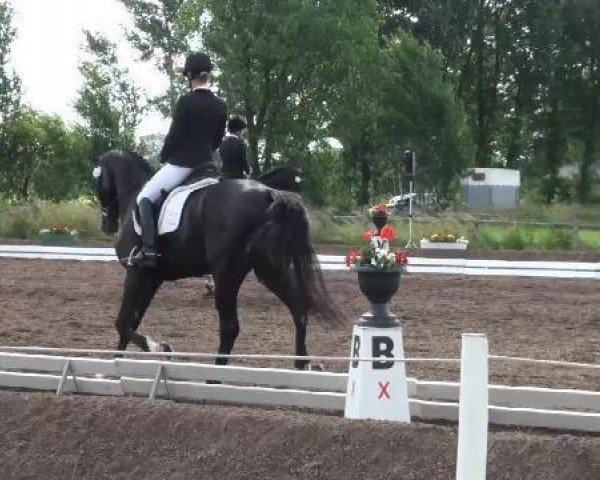 dressage horse San Diamont 4 (Oldenburg, 2008)