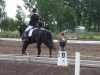 dressage horse San Diamont 4 (Oldenburg, 2008)