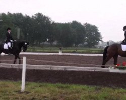 dressage horse Sontine (Oldenburg, 2007, from Sir Willson)