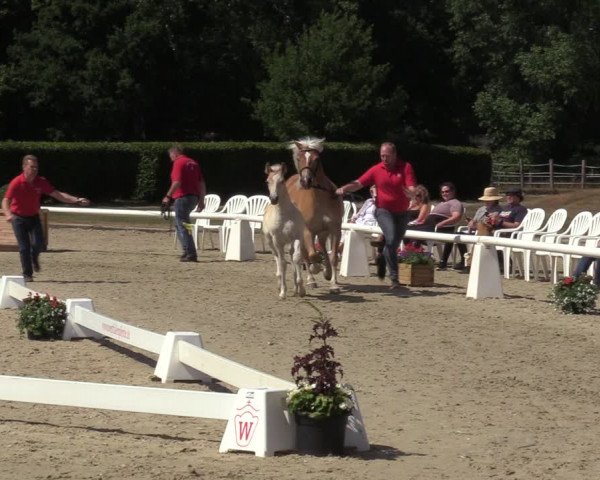 Handorfer Haflinger-Tag 2022
