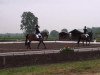 dressage horse Willi (unknown, 2003)