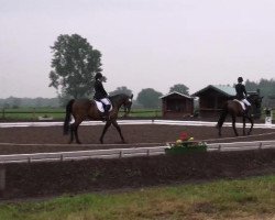 dressage horse Willi (unknown, 2003)