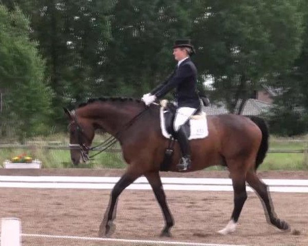 dressage horse Dutchman T (Oldenburg, 2004, from Dressage Royal)