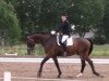 dressage horse Dutchman T (Oldenburg, 2004, from Dressage Royal)