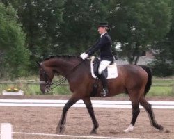 dressage horse Dutchman T (Oldenburg, 2004, from Dressage Royal)