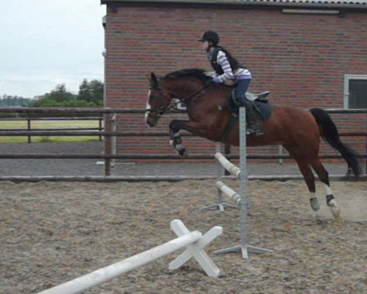 Pferd Pearl 88 (Westfale, 2001, von Pavarotti van de Helle)