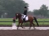 dressage horse Reitland's All Inclusive (German Riding Pony, 2007, from Argentino 83)