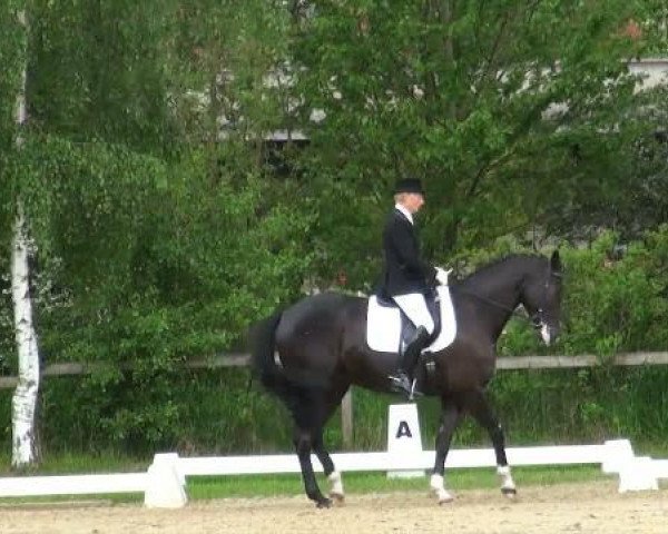 dressage horse Eddy 242 (Oldenburg, 2007, from Ehrenpreis)