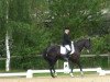 dressage horse Eddy 242 (Oldenburg, 2007, from Ehrenpreis)