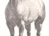 stallion Goodseeker Bars (Quarter Horse, 1966, from Goldseeker Bars)