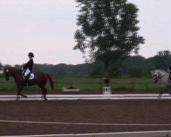 dressage horse Chelsea 65 (German Riding Pony, 2002, from Vilas)