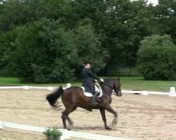 dressage horse Robichon V (Rhinelander, 2001, from Rosenkoenig)