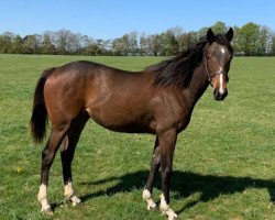 horse Persist xx (Thoroughbred, 2019, from Frankel xx)