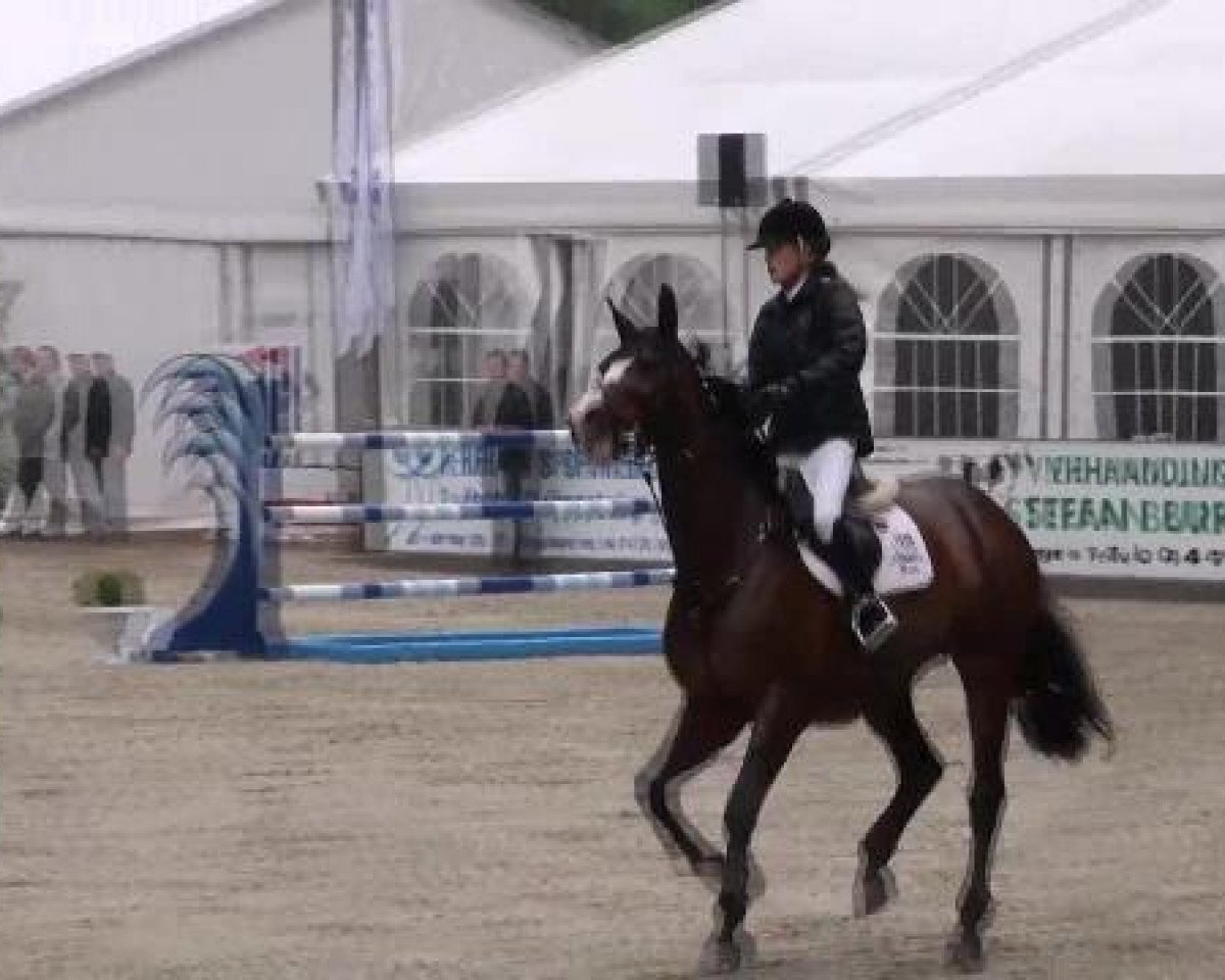 Springpferd Rue Blanche du Gibet (Luxemburgisches Reitpferd, 1999)