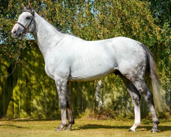 stallion Logician xx (Thoroughbred, 2016, from Frankel xx)