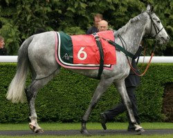 broodmare Scuffle xx (Thoroughbred, 2005, from Daylami xx)