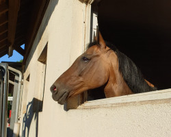 dressage horse Rocky (German Warmblood, 2002, from Remon v/d Veldstraat)