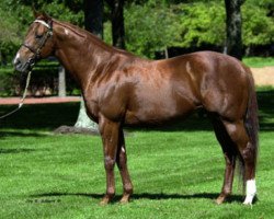 stallion Distant View xx (Thoroughbred, 1991, from Mr. Prospector xx)