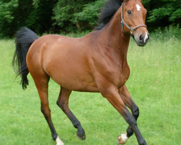 dressage horse Grisu (Trakehner, 2003, from Cadeau)