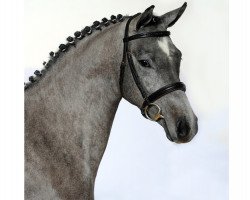 broodmare Pure Performance (German Sport Horse, 2009, from Linton)