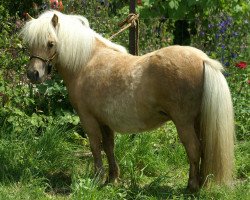 Zuchtstute Minimo Grace O'Malley (Shetland Pony (unter 87 cm), 2011, von Athelney Phantom)