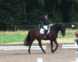 dressage horse Don Diamond (Oldenburg, 2005, from Don Gregory)