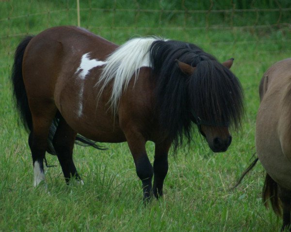 Pferd Mignon Orlando (Shetland Pony (unter 87 cm), 2004, von New Park Sundance)