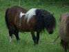 horse Mignon Orlando (Shetland pony (under 87 cm), 2004, from New Park Sundance)