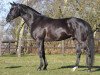 Deckhengst K3 Noir (Trakehner, 2003, von K2 T)