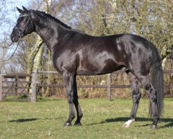 stallion K3 Noir (Trakehner, 2003, from K2 T)