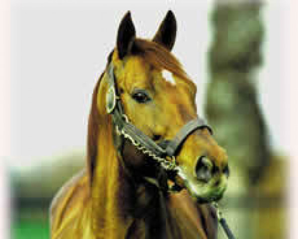 stallion Platini xx (Thoroughbred, 1989, from Surumu xx)