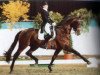 stallion Rosier (Oldenburg, 1991, from Rubinstein I)