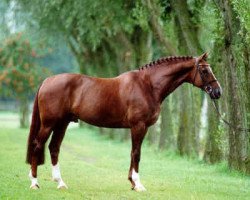 stallion Epilot (Westphalian, 1986, from Pilot)