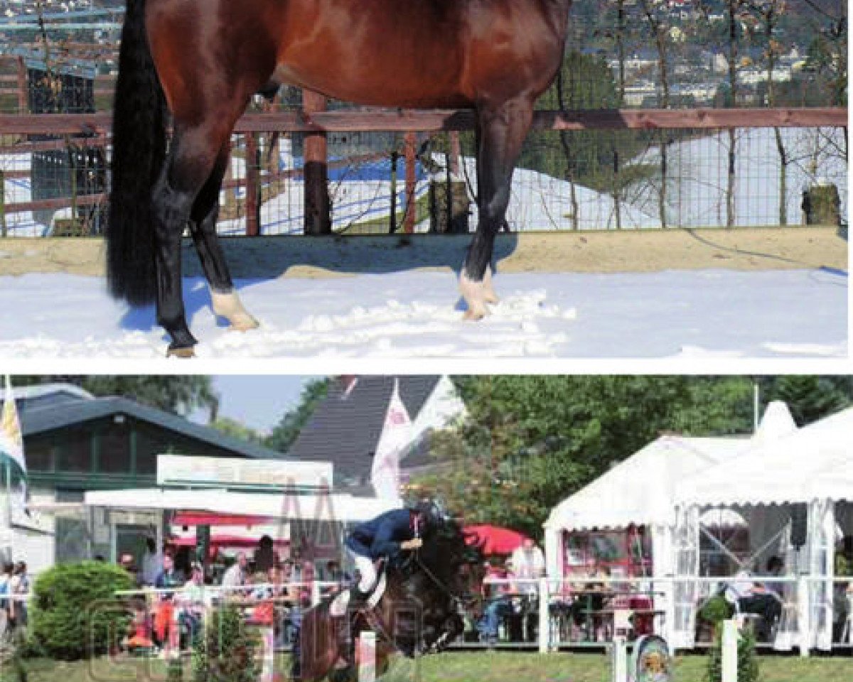 Springpferd Camirez L (Westfale, 2001, von Collin L)