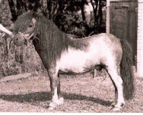 stallion Urban van Ons Genoegen (Shetland pony (under 87 cm), 1983, from Ollie v.d. Eickenwal)