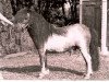 Deckhengst Urban van Ons Genoegen (Shetland Pony (unter 87 cm), 1983, von Ollie v.d. Eickenwal)