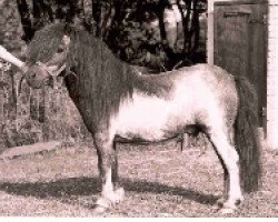 Deckhengst Urban van Ons Genoegen (Shetland Pony (unter 87 cm), 1983, von Ollie v.d. Eickenwal)