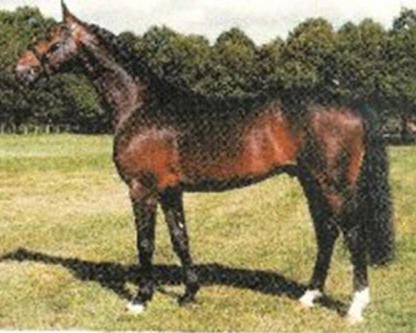 stallion Drossan (Hanoverian, 1992, from Drosselklang II)