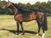 stallion Drossan (Hanoverian, 1992, from Drosselklang II)