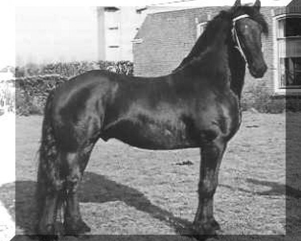 stallion Reitse 272 (Friese, 1978, from Hearke 254)