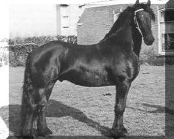 Deckhengst Reitse 272 (Friese, 1978, von Hearke 254)