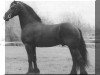 stallion Reyert 337 (Friese, 1989, from Reitse 272)
