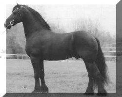 stallion Reyert 337 (Friese, 1989, from Reitse 272)