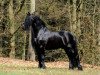 stallion Tietse 428 (Friese, 1998, from Reyert 337)