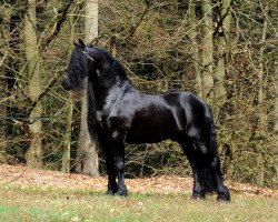 stallion Tietse 428 (Friese, 1998, from Reyert 337)