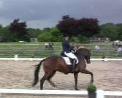 dressage horse Florence 115 (Westphalian, 2003, from Florestan I)