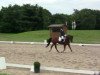 dressage horse Boticelli 5 (Trakehner, 2000, from Couleur-Fuerst)