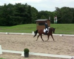 dressage horse Boticelli 5 (Trakehner, 2000, from Couleur-Fuerst)