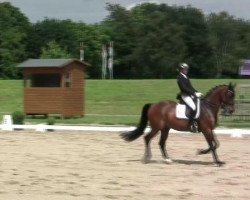 dressage horse Questro (Oldenburg, 1994, from Quattro B)